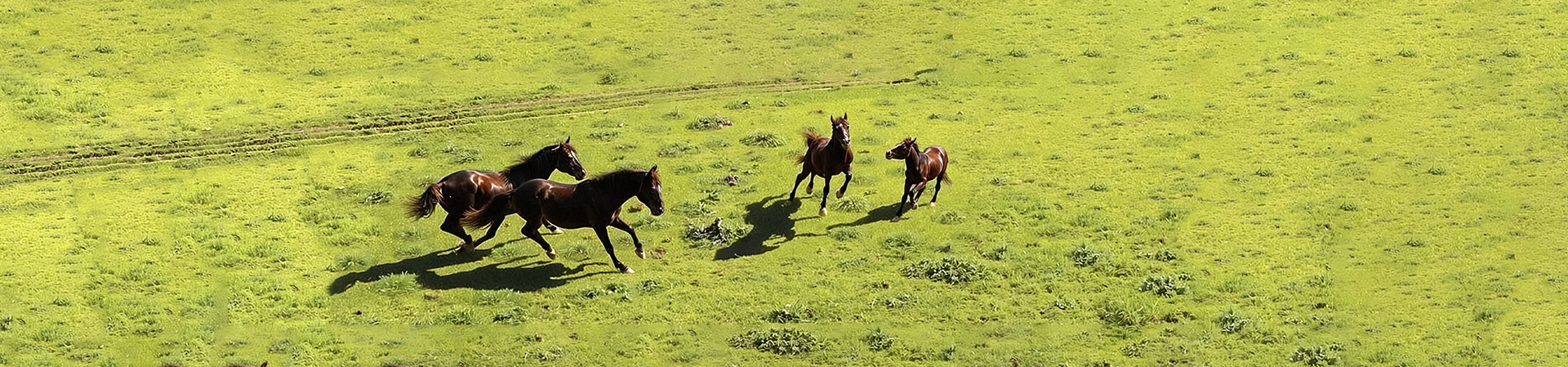 Equestrian luxury estate in Menorca